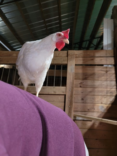 Friendly chicken