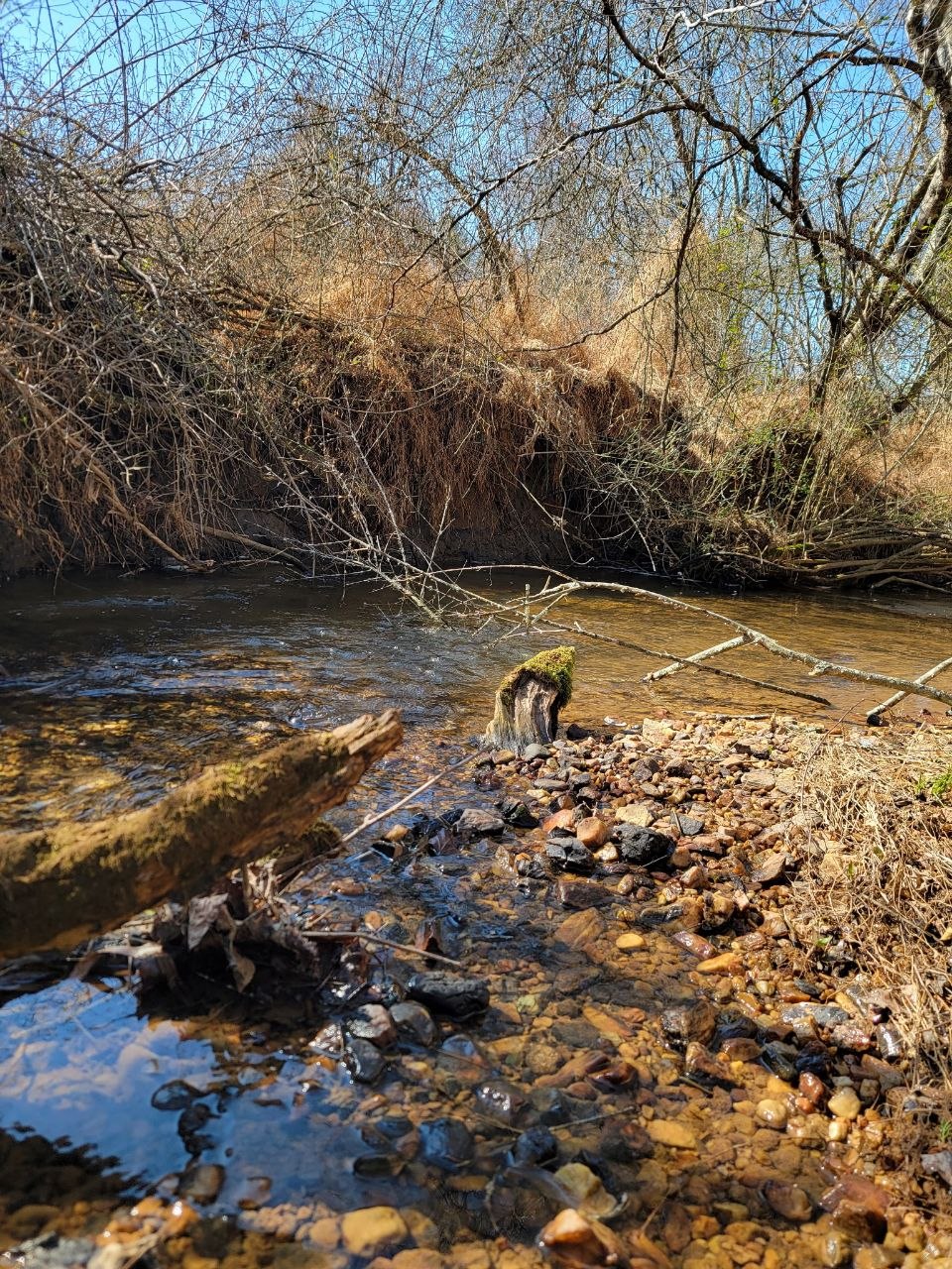 A creek winding through forest